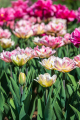 Fototapeta premium Beautiful pink and white tulips flower bed in the green spring garden