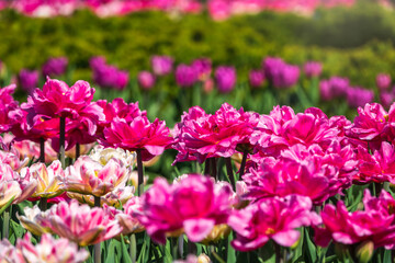 Beautiful pink and white tulips flower bed in the green spring garden