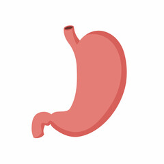 Human stomach isolated on white background. Flat style vector illustration