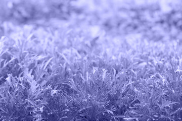 Background from leaves close-up in color Very Peri, color of the year, 2022 Color of the year