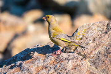 Green and yellow songbird, The European greenfinch sitting on stone rock.