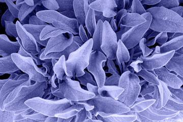 Background from leaves close-up in color Very Peri, color of the year, 2022 Color of the year