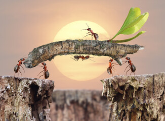 concept, ant, team, teamwork, work, constructing, bridge, grass, log, wood, wooden, holding, chief, order, management, head, men, at work, group, animal, insect, funny, idea, fairy, tale, fantasy, mac