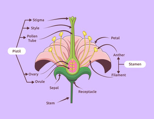 Parts of flower vector illustration. Flower reproduction image