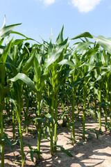 green young corn in an agricultural field