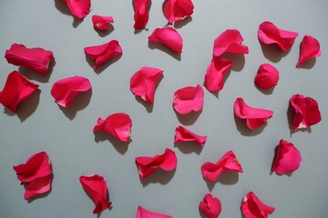 Red pink Rose and petals composition on gray background. Valentine's day, Mother's day, Father's day and Woman's day concept background.