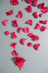 Red pink Rose and petals composition on gray background. Valentine's day, Mother's day, Father's day and Woman's day concept background.