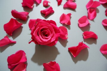 Red pink Rose and petals composition on gray background. Valentine's day, Mother's day, Father's day and Woman's day concept background.