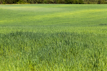 an agricultural field on which cereal plants are grown