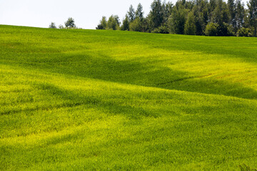 an agricultural field on which cereal plants are grown
