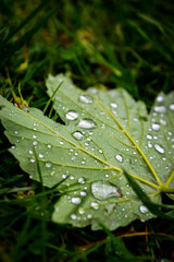 water drops on a leaf