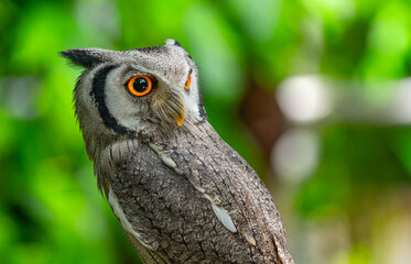 Close up a cute owl with blur bokeh green background, blank space for text