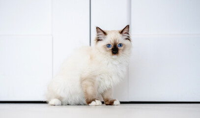 Ragdoll cat in light room