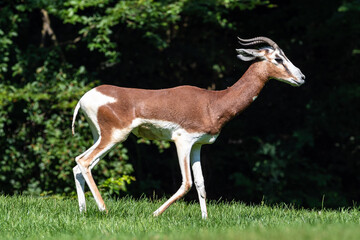Dama gazelle, Gazella dama mhorr or mhorr gazelle is a species of gazelle