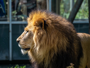 The lion, Panthera leo is one of the four big cats in the genus Panthera
