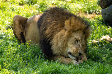 The lion, Panthera leo is one of the four big cats in the genus Panthera