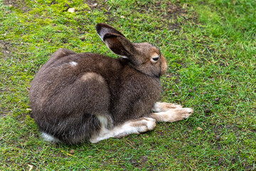 Mountain hare, Lepus timidus, also known as the white hare.