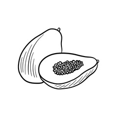 papaya, vector drawing sketch of fruit isolated at white background, hand drawn illustration