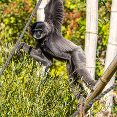 Silvery gibbon, Hylobates moloch in a German park
