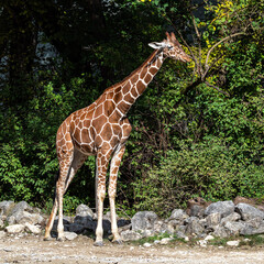 The giraffe, Giraffa camelopardalis is an African mammal