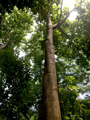 Fototapeta premium tree in the forest