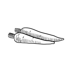 carrots, vector drawing sketch of vegetable isolated at white background,hand drawn illustration