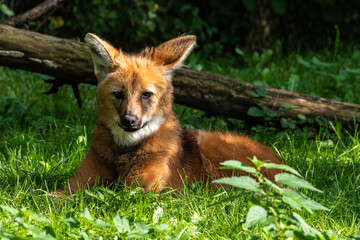 The Maned Wolf, Chrysocyon brachyurus is the largest canid of South America © rudiernst