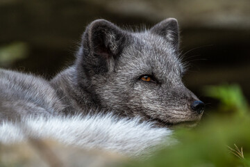 Arctic fox, Vulpes lagopus, also known as the white fox or polar fox
