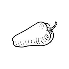 vector drawing sketch of bell pepper, vegetable isolated at white background,hand drawn illustration
