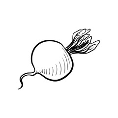 vector drawing sketch of beet root, vegetable isolated at white background,hand drawn illustration
