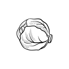 head of cabbage, vector drawing sketch of vegetable isolated at white background,hand drawn illustration