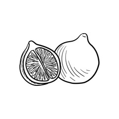 tangerine, vector drawing sketch of citrus fruit isolated at white background, hand drawn illustration