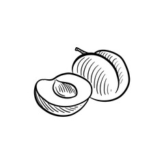 plums,vector drawing sketch of fruit isolated at white background, hand drawn illustration