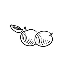 vector drawing sketch of cherry plums, fruit isolated at white background, hand drawn illustration