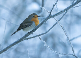 European, robin, (Erithacus, rubecula).