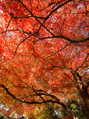 紅葉したカエデの木