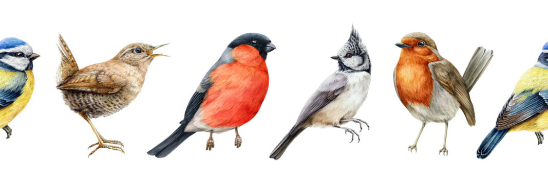 Bird Watercolor Seamless Border Illustration. Bullfinch, Wren, Blue Tit, Robin, Crested Tit Close Up Images. Realistic Garden And Forset Birds Seamless Border Element. Avian Set White Background