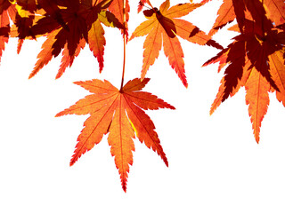 紅葉したカエデの葉