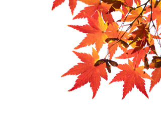 紅葉したカエデの葉