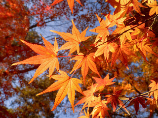 紅葉したカエデの葉