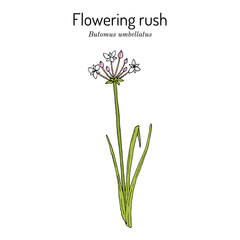 Flowering rush or grass rush. Butomus umbellatus , medicinal plant