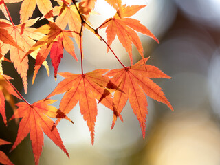 紅葉したカエデの葉