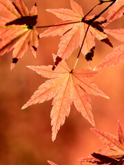 紅葉したカエデの葉