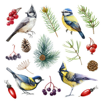 Chickadee birds forest elements watercolor set. Hand drawn blue, crested, himalayan tit small birds, pine branch, berries, cone natural collection. Forest and backyard cute avians watercolor set