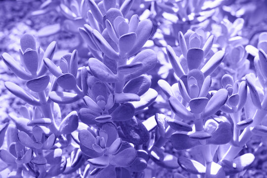 Exotic succulent trending color purple 2022 close-up, natural background.