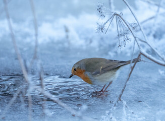 European, robin, (Erithacus, rubecula).