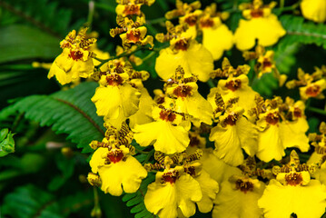 美しい黄色いランが咲いている風景