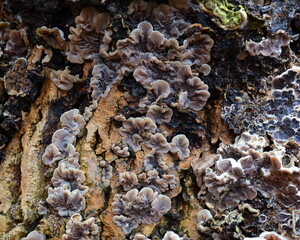 Edible mushroom Auricularia mesenterica on an old tree stump