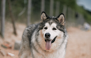 Naklejka na ściany i meble Big Alaskan malamute dog at the beach. Happy purebred dog with long tongue