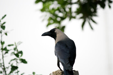 Indian house crow (Corvus splendens)  in a garden : (pix SShukla)